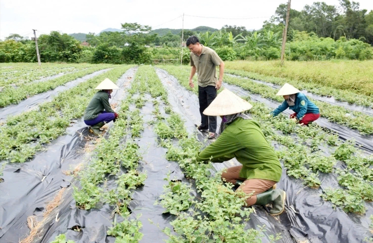Nông nghiệp, nông thôn Quảng Trị đang đổi mới, hiệu quả rõ rệt.