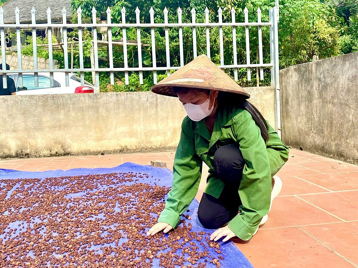 Quả mắc mật được phơi khô trước khi chế biến.