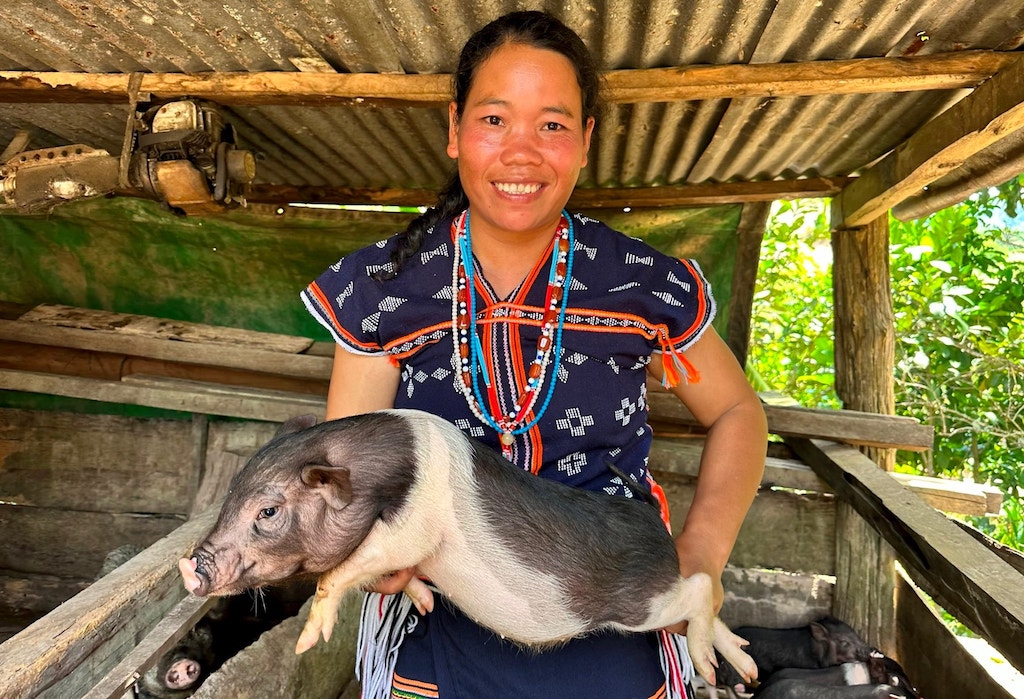Phụ nữ dân tộc thiểu số ở Sông Vàng tham gia mô hình nuôi heo bản địa để thoát nghèo.