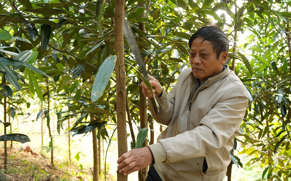 Người dân chăm sóc quế hữu cơ.