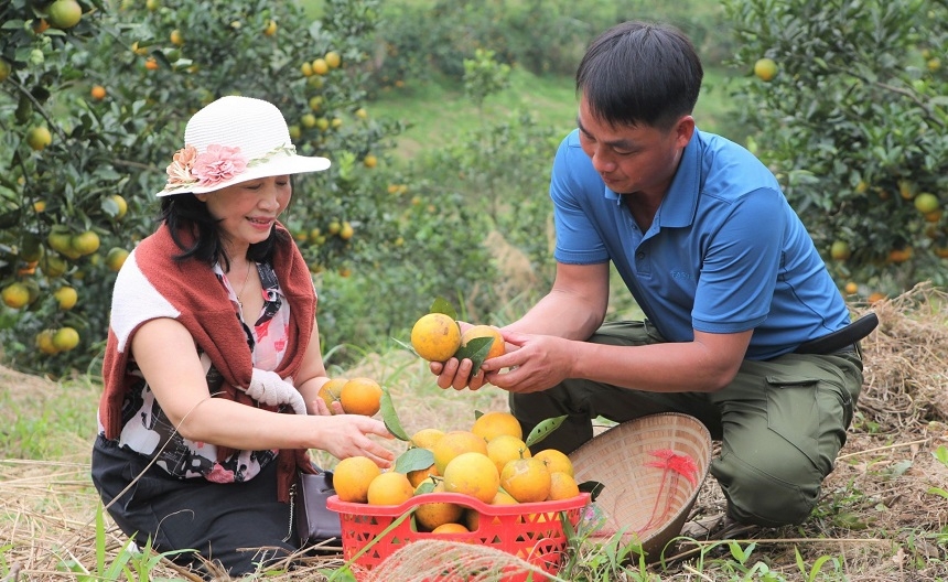 Nhiều HTX còn trăn trở về câu chuyện đầu ra của nông sản hữu cơ.