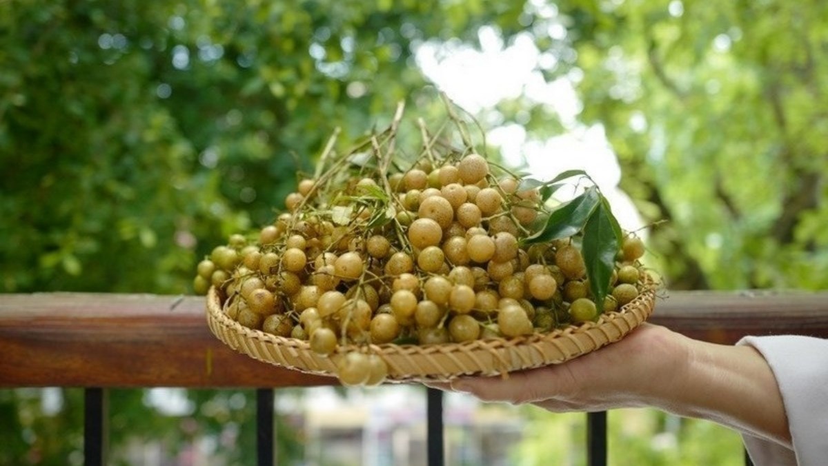 Mắc mật trở thành loại cây mang lại giá trị kinh tế cho người dân Lạng Sơn.