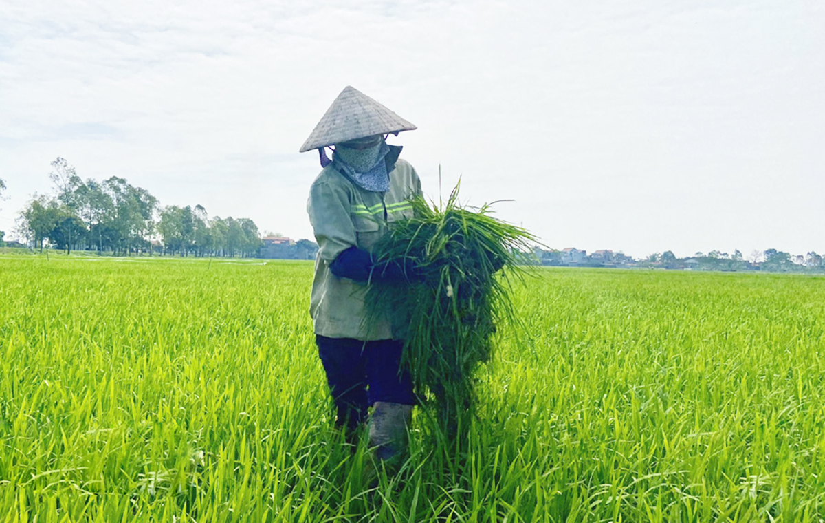 Đổi mới phương thức canh tác giúp nông dân Ninh Bình thoát nghèo &lpar;Ảnh: BNB&rpar;.