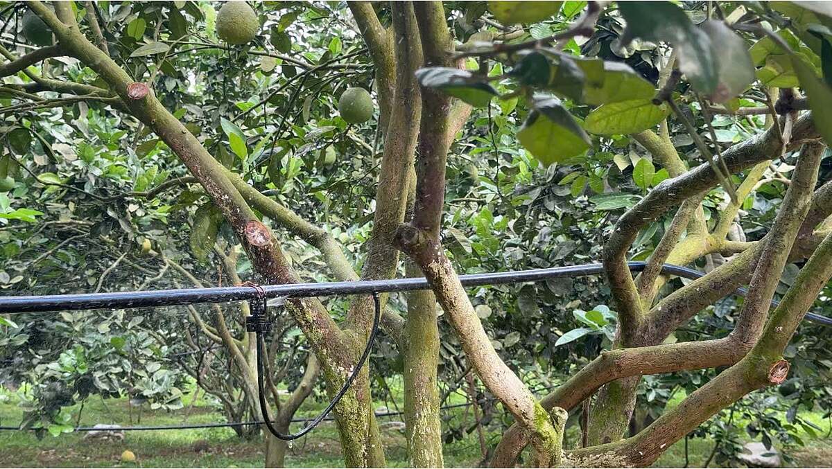 HTX nông nghiệp Gia Phúc đầu tư hệ thống tưới nhỏ giọt công nghệ Israel.