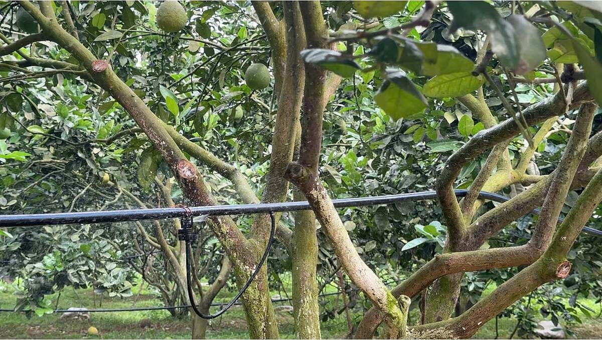 HTX nông nghiệp Gia Phúc đầu tư hệ thống tưới nhỏ giọt công nghệ Israel.