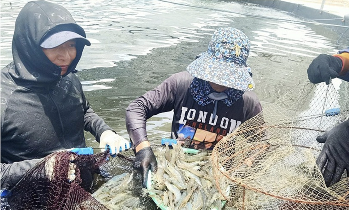 Nuôi trồng thủy sản cho năng suất cao nhờ áp dụng các biện pháp thích ứng với biến đổi khí hậu.