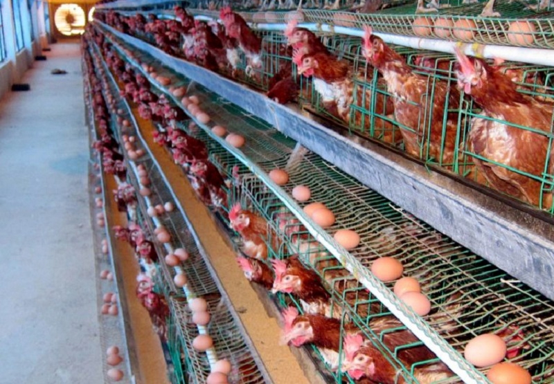 Các chuyên gia khuyến cáo người chăn nuôi bình tĩnh xử lý, không vì giá trứng tăng cao mà ồ ạt tăng đàn.