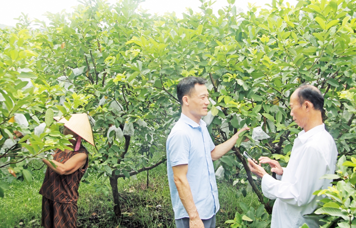 Ứng dụng khoa học kỹ thuật giúp nông dân, HTX ở Bắc Ninh tăng thu nhập &lpar;Ảnh: BBN&rpar;.