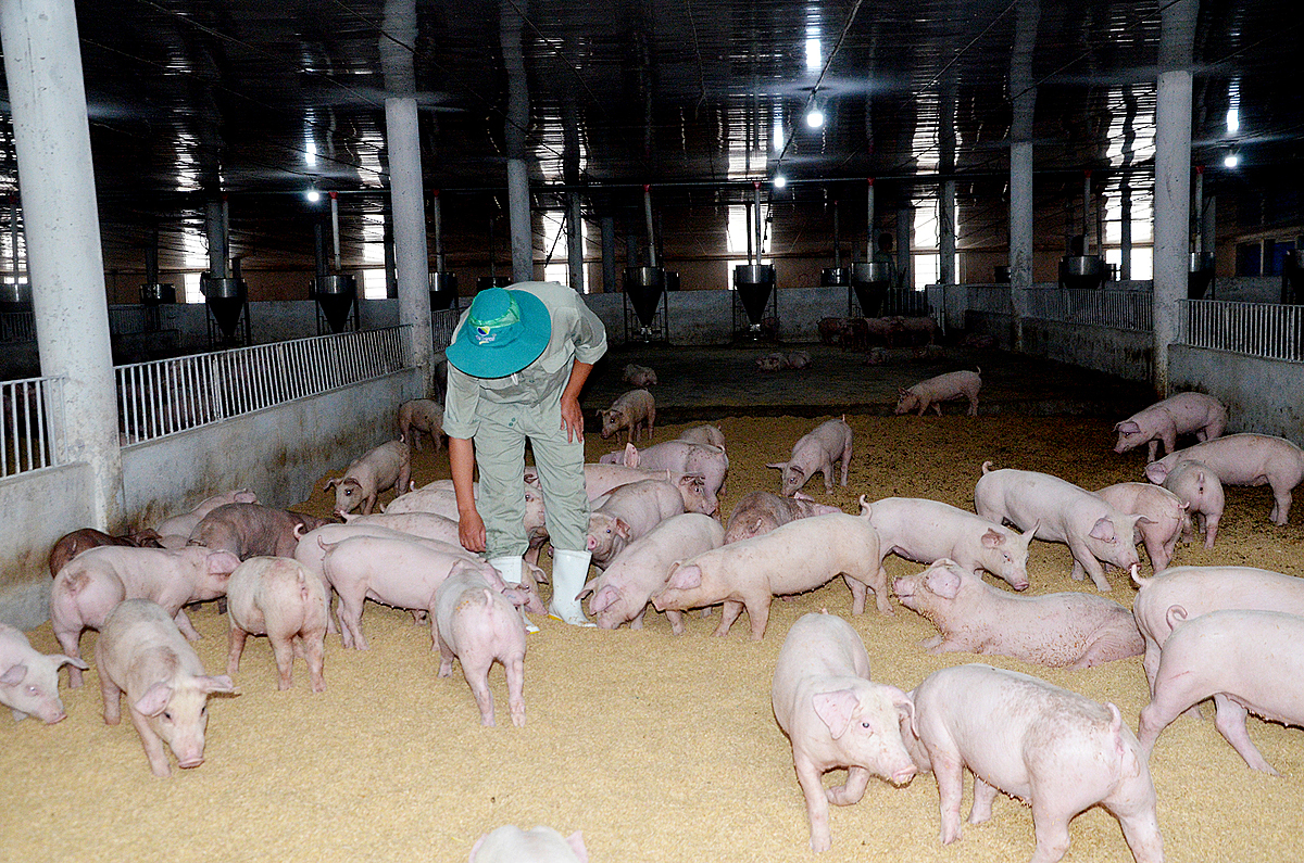 Nhiều HTX đang áp dụng nghiêm quy trình chăn nuôi an toàn sinh học để phòng chống dịch bệnh cho đàn vật nuôi.