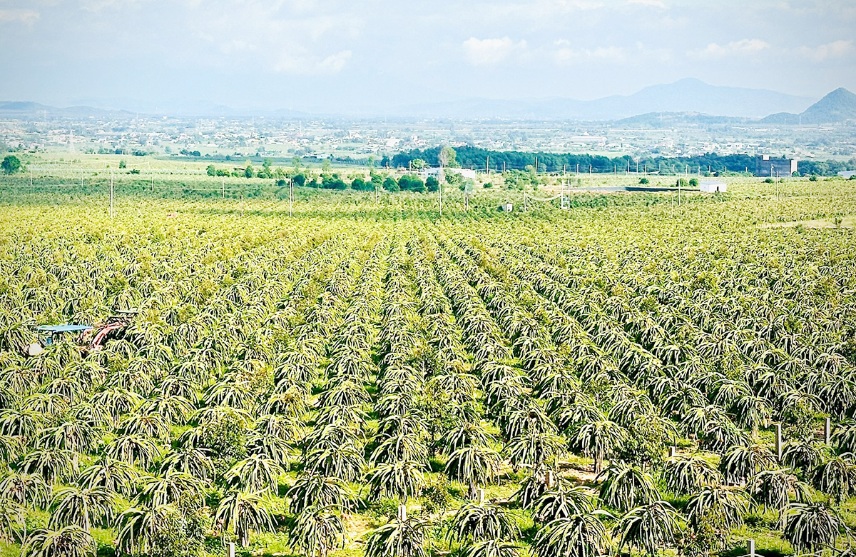 Những miền quê trù phú ở Lâm Đồng ngày càng nhiều cùng với hành trình xây dựng nông thôn mới.