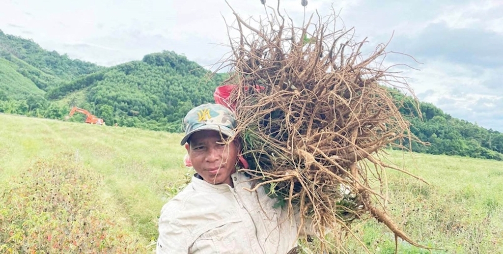 HTX Nông nghiệp – Dược liệu A Roàng đang “gieo mầm” sinh kế cho bà con dân tộc thiểu số với cây dược liệu.