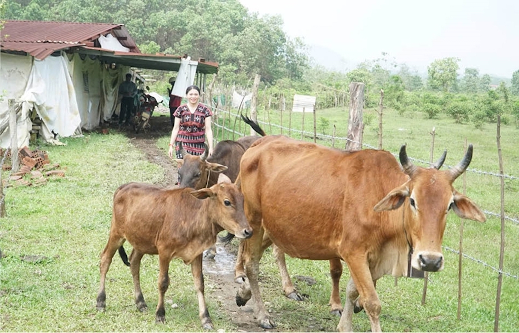 Mô hình chăn nuôi bò sinh sản của chị Hồ Thị Sa, người Tà Ôi ở xã A Lưới 4.