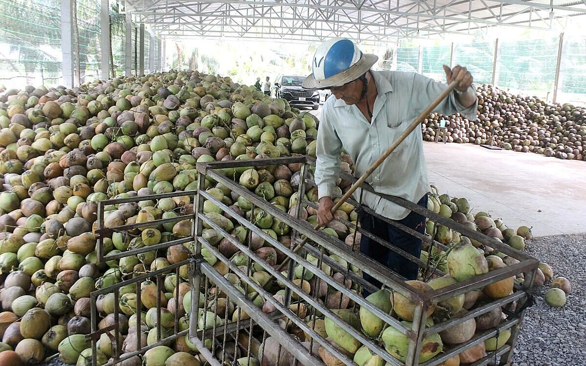 Một điểm tập kết dừa của HTX Dịch vụ - Nông nghiệp Công Bằng Hưng Lễ.