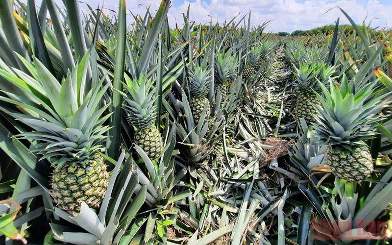 Trồng dứa sạch đã đem lại thu nhập ổn định cho thành viên HTX và bà con trong vùng.