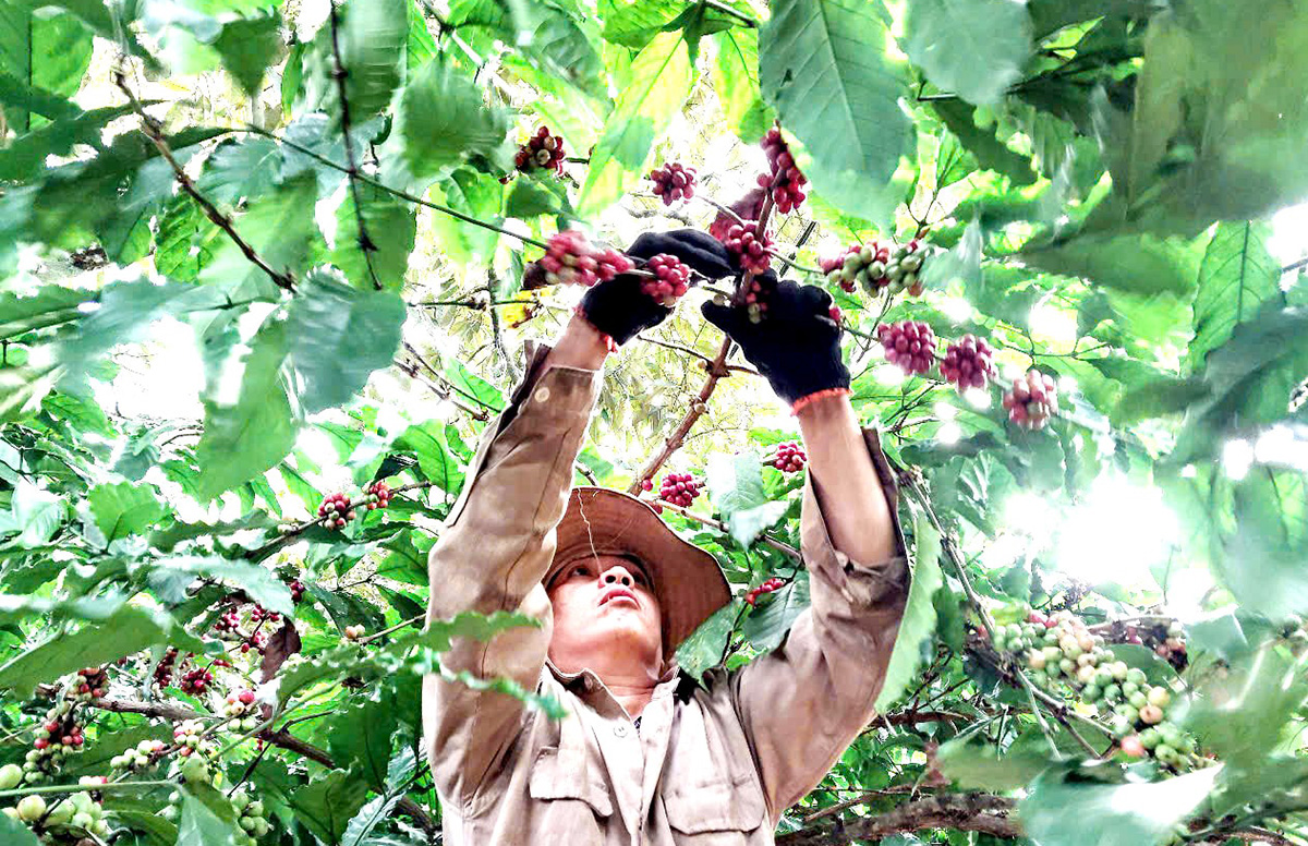 Nông nghiệp, nông thôn tỉnh Lâm Đồng đang đổi thay toàn diện.