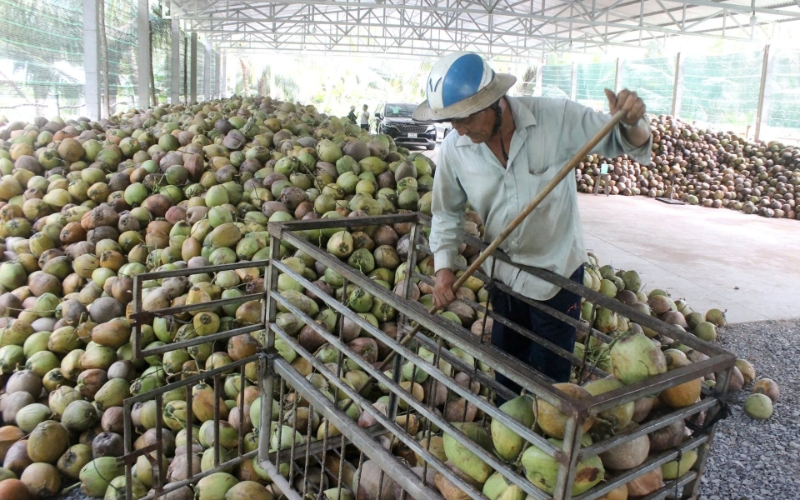 HTX phát triển chuỗi giá trị dừa mang lại thu nhập cao cho nông dân