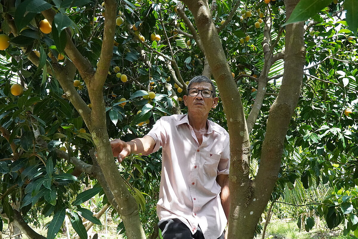 Lợi nhuận từ cây thanh trà ngọt tăng từ 40 – 45% so với năm ngoái, khiến bà con nông dân vui mừng.