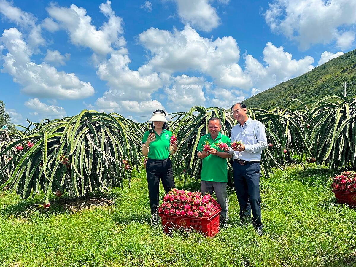 Cùng là HTX nông nghiệp, nhưng thời gian qua, mỗi HTX lại đánh giá theo một thông tư khác nhau.
