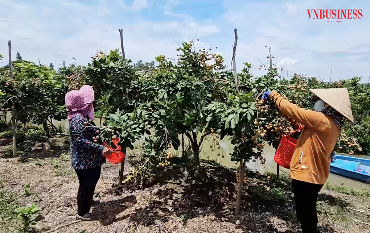 Những mô hình sản xuất tiền tỷ tạo điểm tựa cho nông thôn mới.