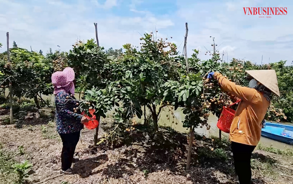 Những mô hình sản xuất tiền tỷ tạo điểm tựa cho nông thôn mới.