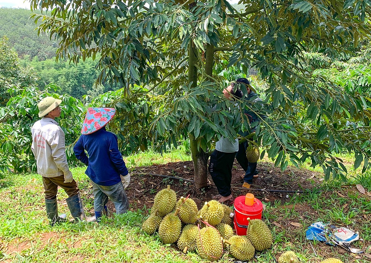 Quy trình canh tác tuân thủ nghiêm ngặt các tiêu chuẩn đã giúp cho sầu riêng của HTX có chỗ đứng vững chắc trên thị trường.