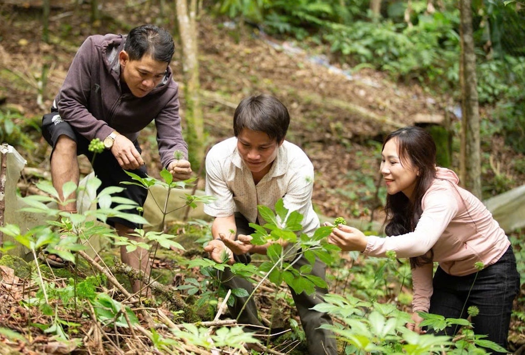 Một tour khám phá vùng trồng sâm Ngọc Linh tại xã Trà Tập.
