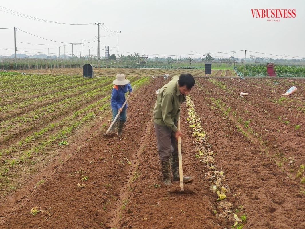 Các hộ tham gia mô hình của HTX Văn Đức được tập huấn quy trình sản xuất VietGAP trên cây rau, được hỗ trợ hạt giống cà chua, cải xanh, cải bắp, thuốc bảo vệ thực vật và phân bón theo quy định.