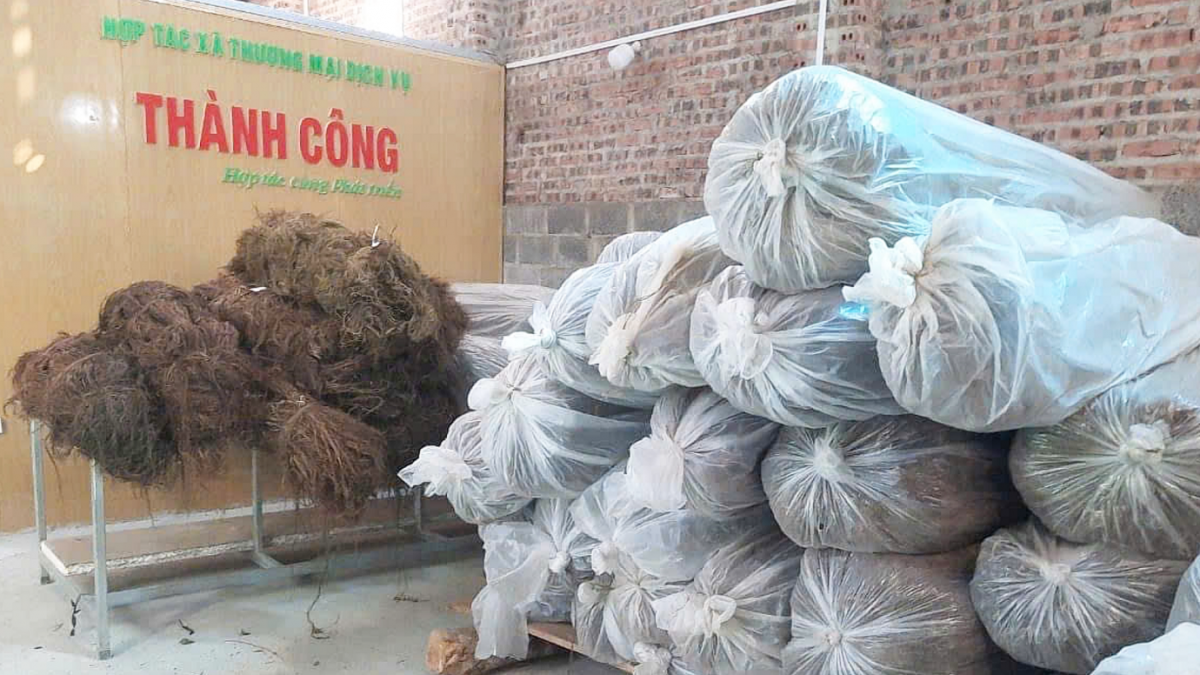 HTX thu mua gai xanh cho thành viên, người dân.