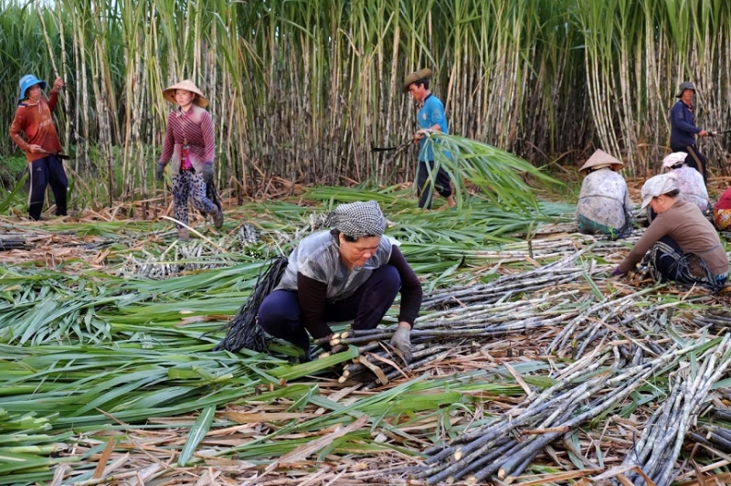 Thủ tướng yêu cầu kiểm soát đường nhập lậu, hỗ trợ ngành mía đường vượt khó