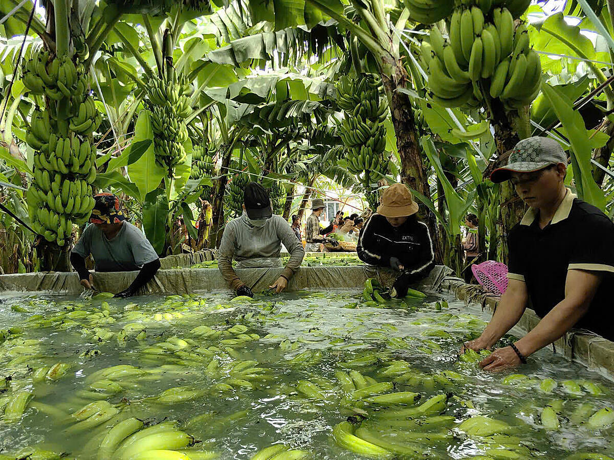 Chuỗi giá trị hàng hóa được hình thành giúp nông sản được xuất khẩu chính ngạch.