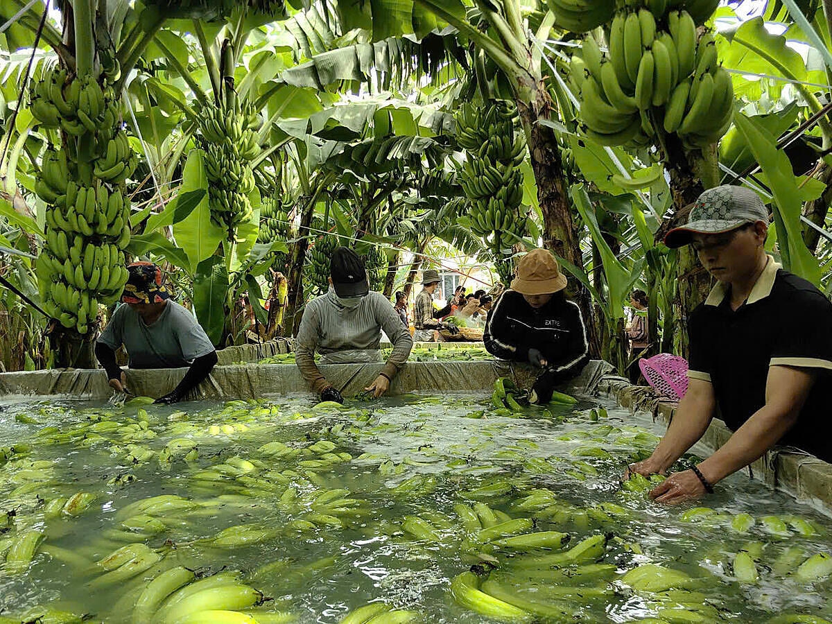 Chuỗi giá trị hàng hóa được hình thành giúp nông sản được xuất khẩu chính ngạch.