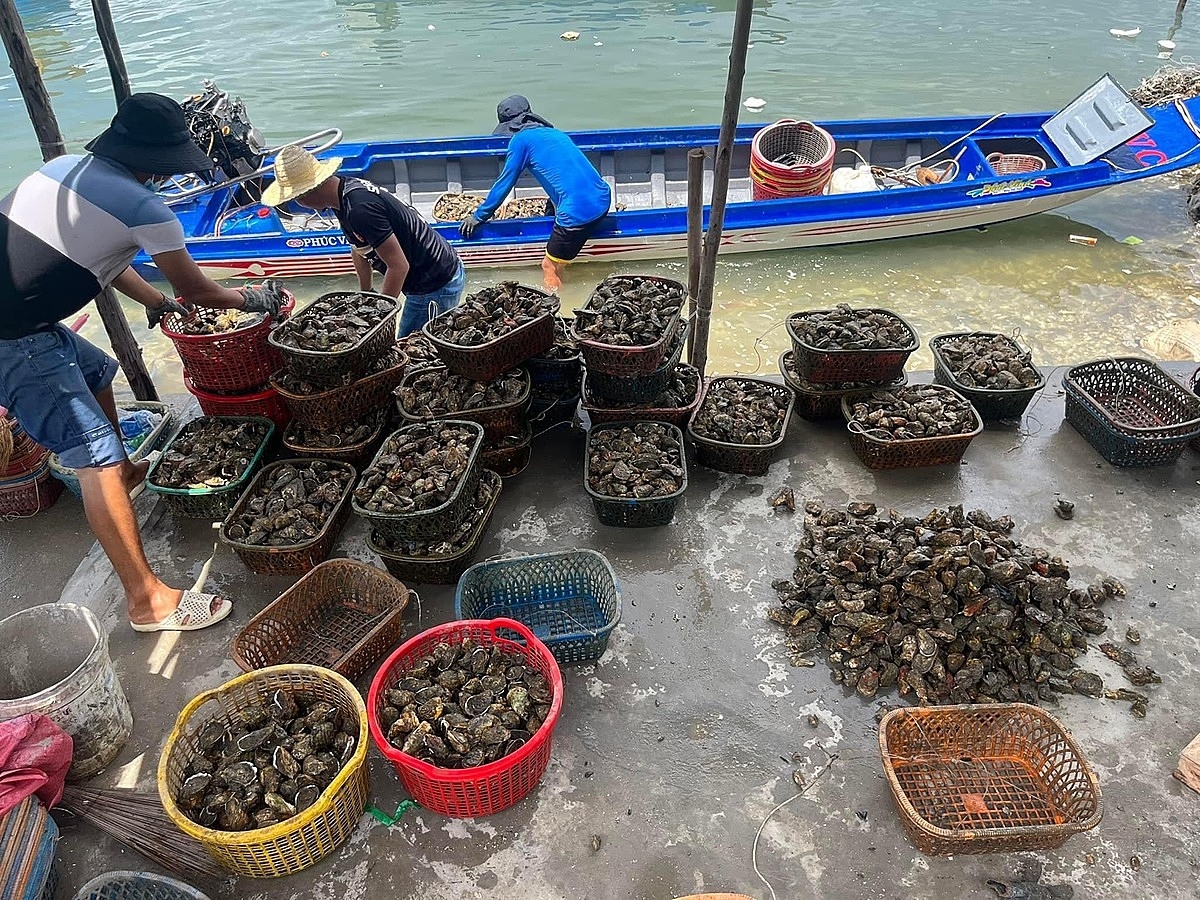 Không ít hộ dân, HTX thủy sản chưa thể hồi phục sau cơn bão Yagi, nay lại gặp khó về đầu ra vì hàng Trung Quốc tràn lan.