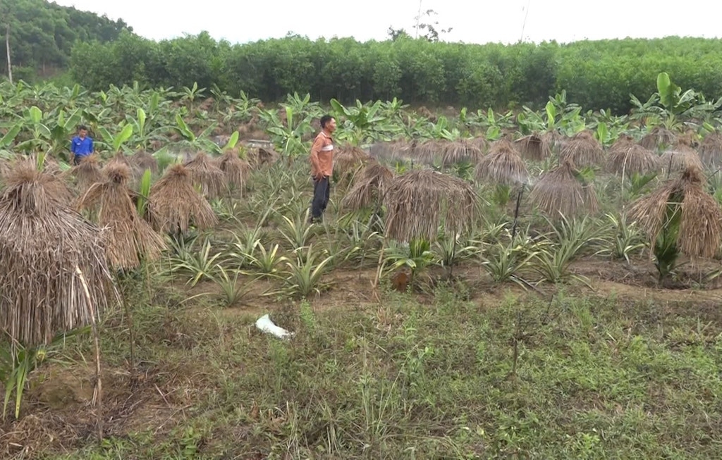 Xã Nam Giang đang nhân rộng các mô hình kinh tế vườn và trang trại để cải thiện sinh kế cho bà cơ Cơ Tu.