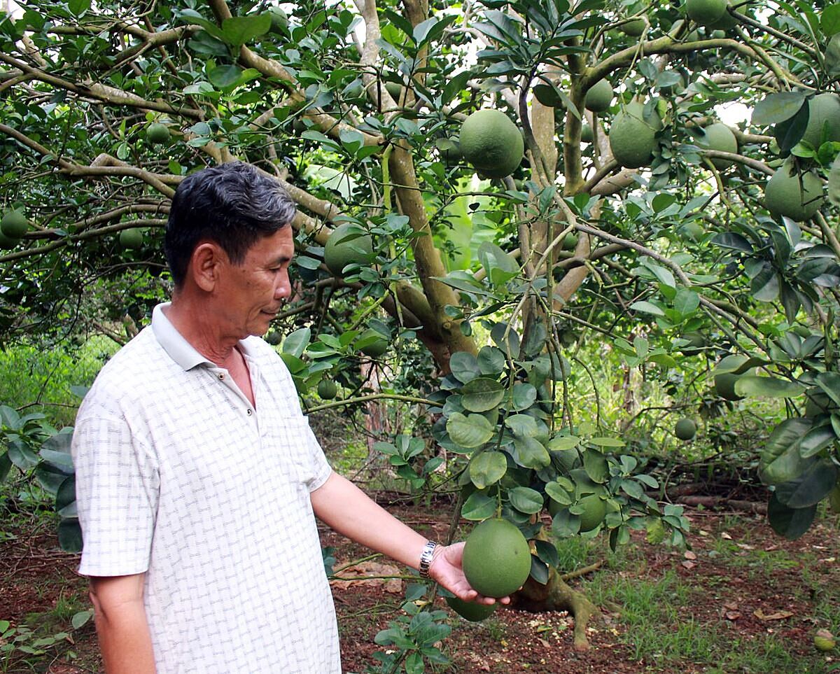 Trồng bưởi hữu cơ giúp người dân nâng cao thu nhập.