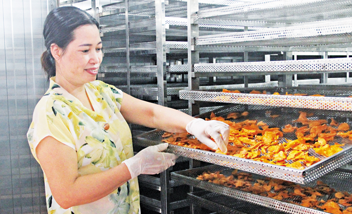 Ứng dụng công nghệ vào sản xuất giúp HTX nâng cao giá trị kinh tế &lpar;Ảnh: BBN&rpar;.