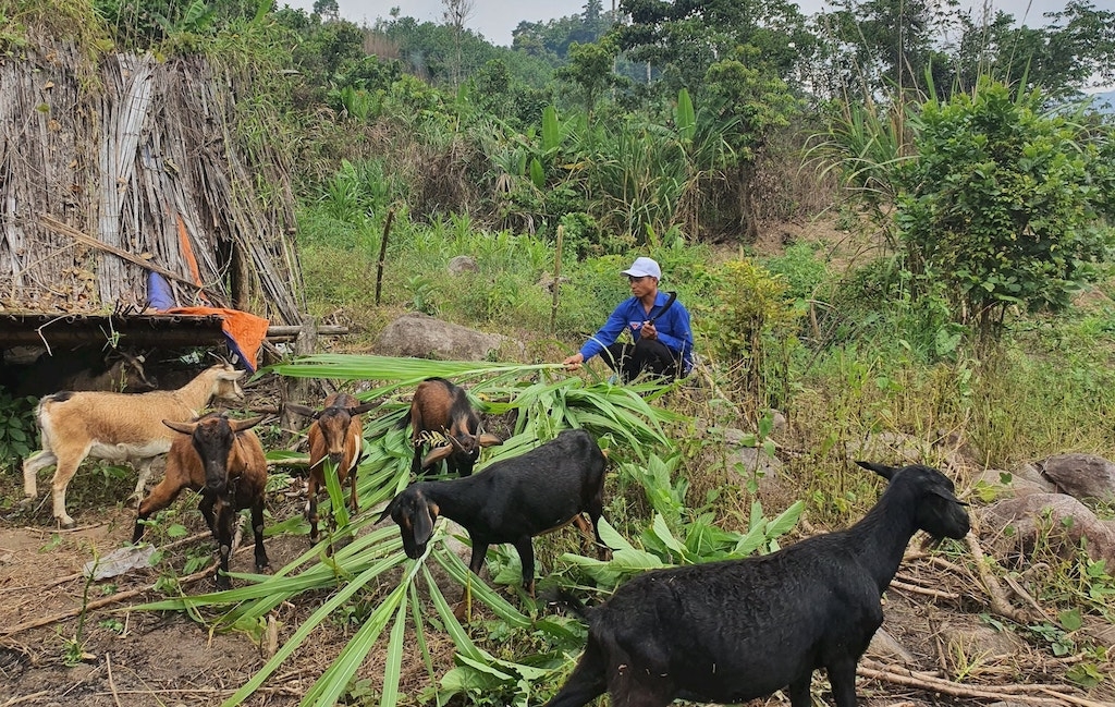 Nhiều hộ dân Cơ Tu ở xã Nam Giang cải thiện cuộc sống, vươn lên thoát nghèo bền vững nhờ mô hình chăn nuôi phù hợp.