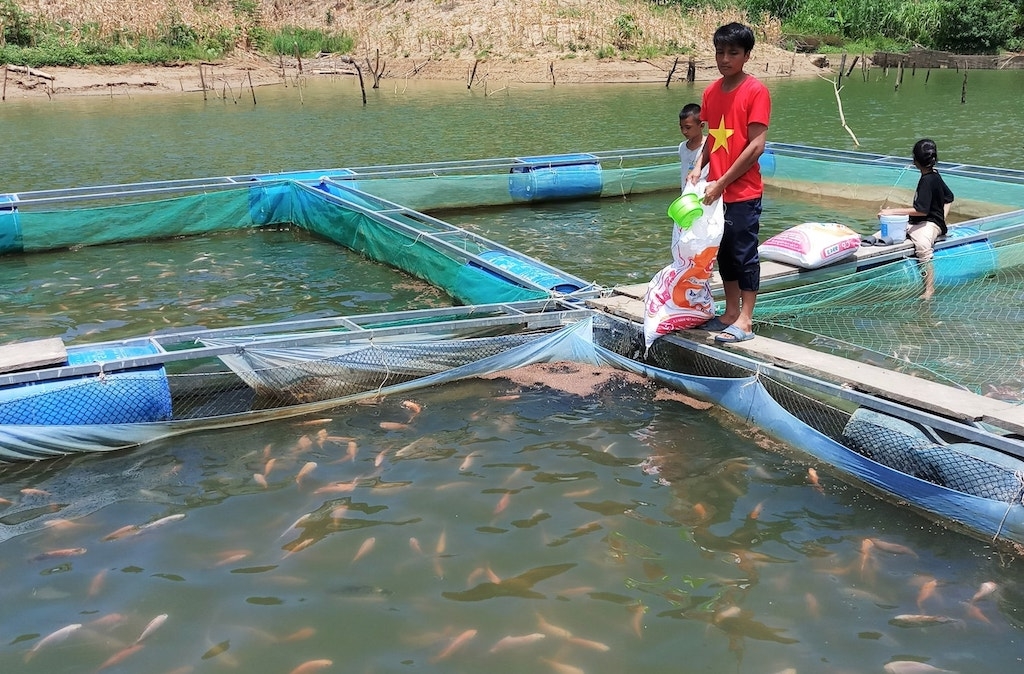 Mô hình nuôi cá diêu hồng đem lại giá trị kinh tế cao của anh Arâl Dom.