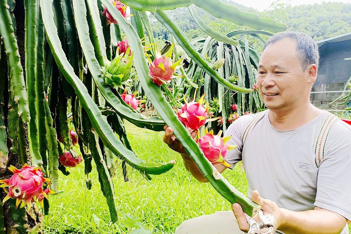 Liên kết là chìa khóa giúp HTX, nông dân Tuyên Quang có thêm điểm tựa để phát triển sản xuất &lpar;Ảnh: BTQ&rpar;.