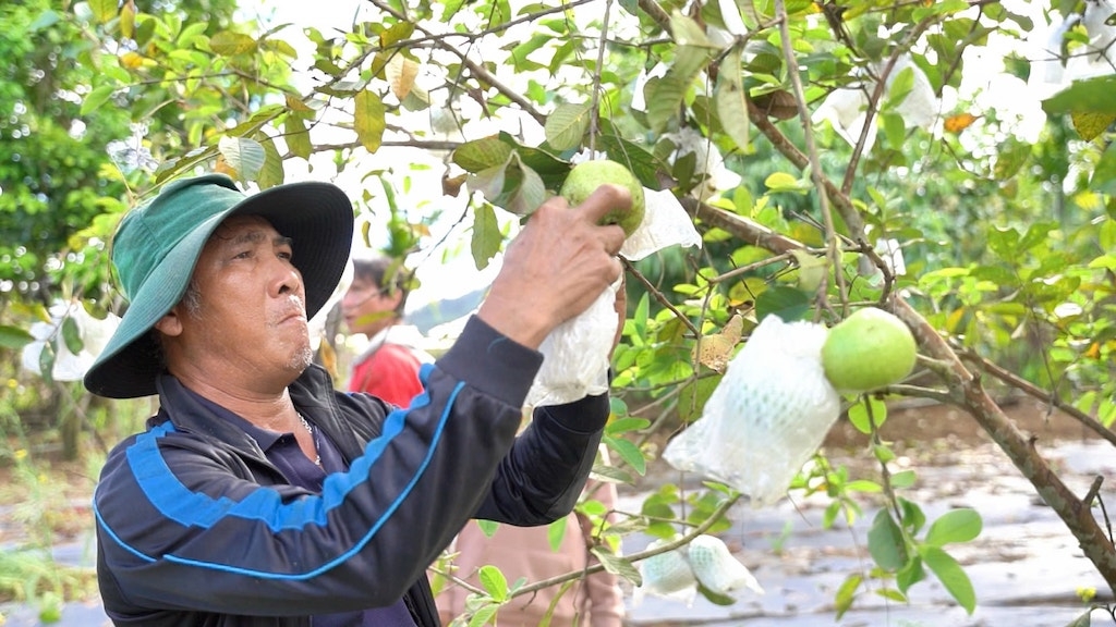 Thay đổi nếp nghĩ, cách làm giúp cho người dân xã Phước Chánh nâng cao thu nhập từ mô hình kinh tế vườn.