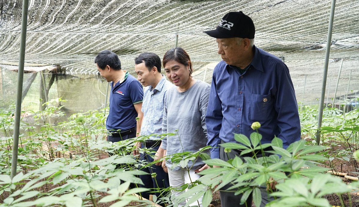 HTX Cồ Dề Chải đã tập trung vào việc bảo tồn và phát triển các loại dược liệu quý hiếm như tam thất bắc, tam thất nam, hà thủ ô, sâm Lai Châu, sa nhân tím, ấu tẩu, và thất diệp nhất chi hoa, sâm ngọc linh.