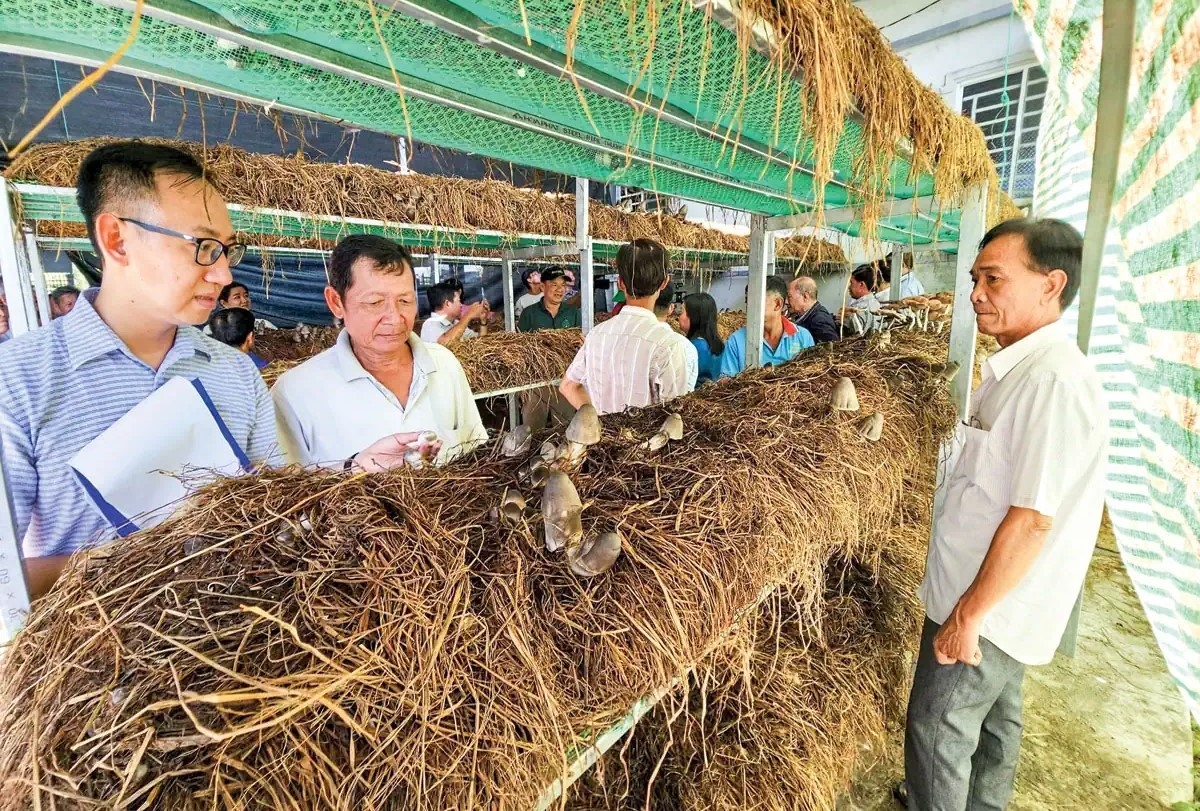 Rơm được xử lý để trồng nấm.