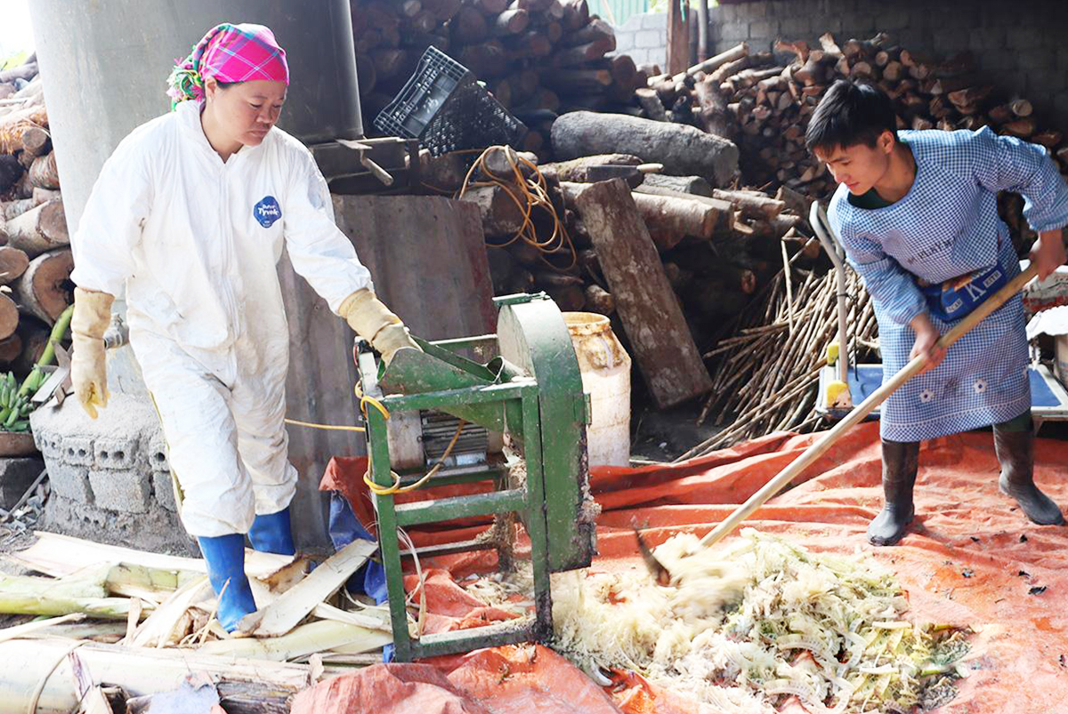 HTX đang là điểm tựa cho nông dân Tuyên Quang làm giàu &lpar;Ảnh: BTQ&rpar;.