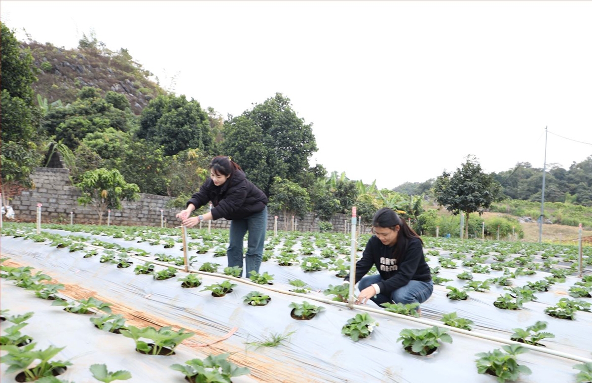 Chuyển biến trong nông nghiệp tạo đà cho nông thôn mới ở Mai Sơn.