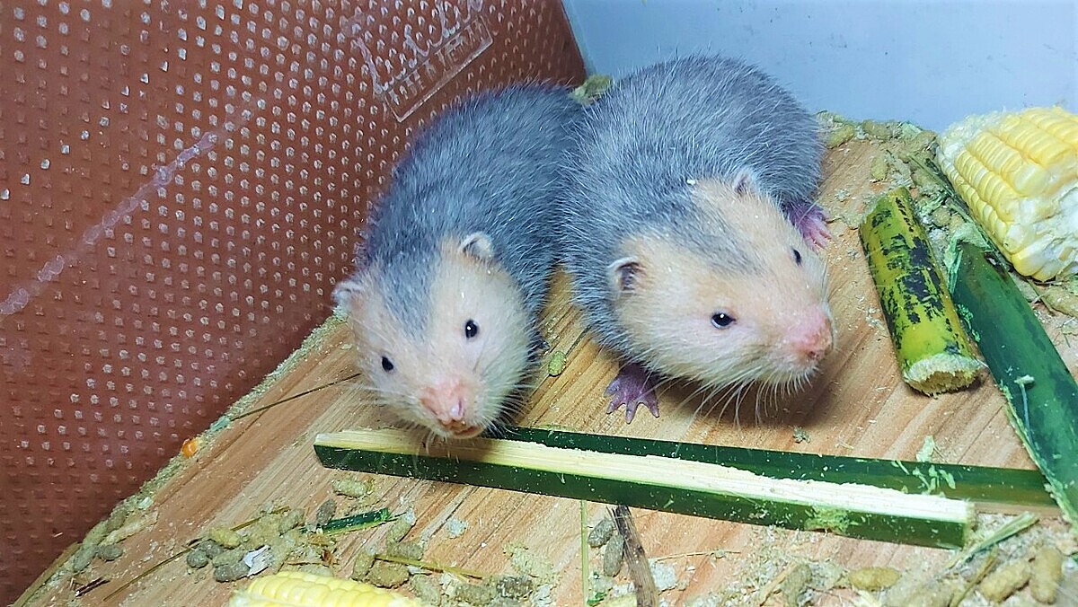 Đầu tư nuôi dúi có thu nhập cao.