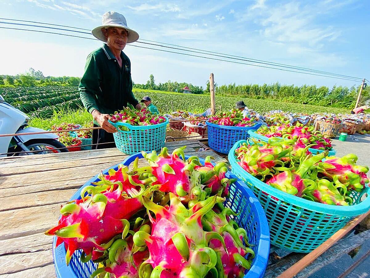 Xuất khẩu chính ngạch đòi hỏi chi phí đầu tư lớn nhưng mang lại nhiều thuận lợi trong tiêu thụ nông sản.