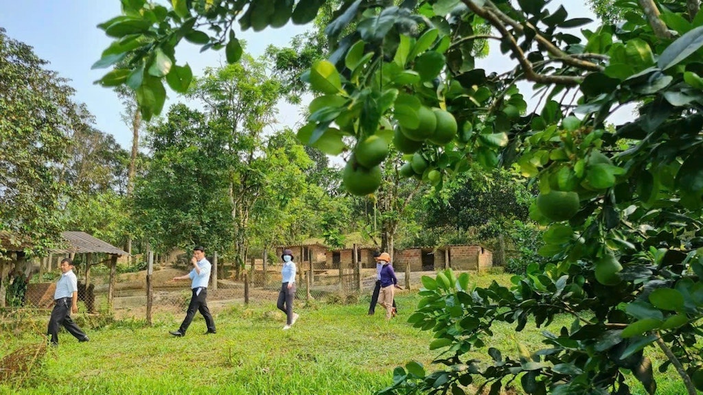 Phát triển kinh tế vườn giúp tăng thu nhập cho người dân Trà Tân.