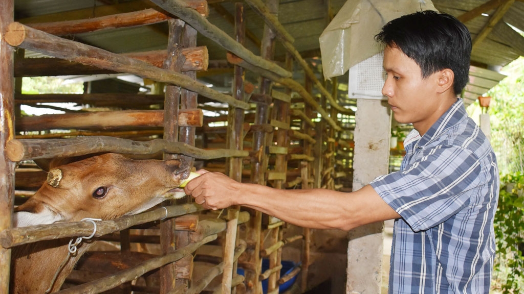 Liên kết cùng HTX nuôi hươu lấy nhung giúp tăng thu nhập cho người dân xã Đông Giang.