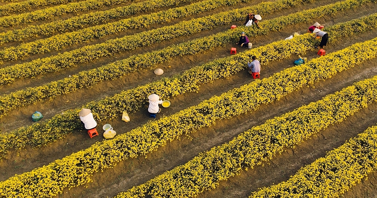 Xác định đúng đâu là cây trồng ngắn ngày cũng là việc quan trọng đối với các HTX.