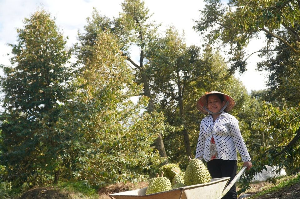 15 công sầu riêng của gia đình chị Cao Thị Hạnh mang lại doanh thu hơn 1 tỷ đồng mỗi năm.