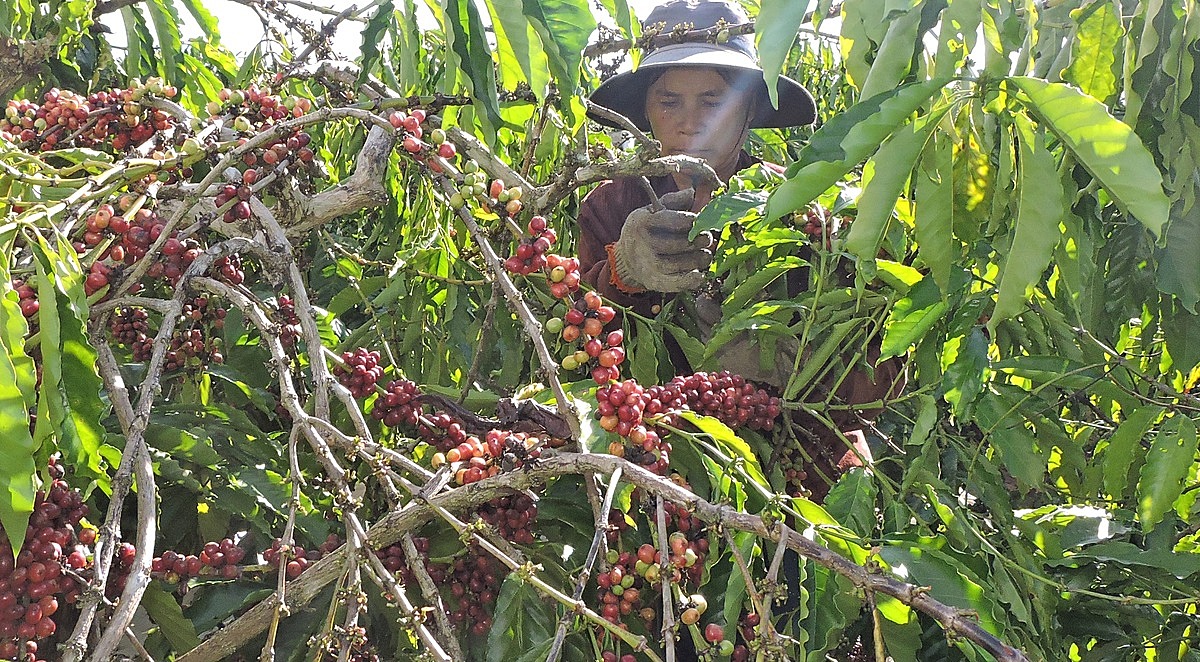 Toàn tỉnh Quảng Ngãi hiện có 30/145 trang trại và 105/497 HTX, THT tổ chức sản xuất theo chuỗi liên kết. Các chủ thể này đã tạo ra 196 sản phẩm OCOP, khẳng định vai trò và hiệu quả của mô hình này.